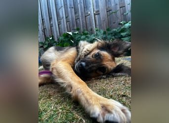 DIANA, coole Begleiterin, 4 Jahre, 55 cm, Pflegestelle Duisburg, Tierschutz Rumänien