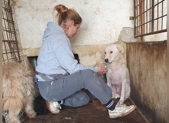 ♥MICHA♥ süßer, ganz sanfter, zurückhaltender, aber völlig erschöpfter und viel zu dünner Rüde 53 cm