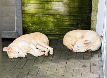 ♥SEPPI♥ auf Pflegestelle bei Köln - süßer, ganz lieber, etwas unsicherer Junior 59 cm