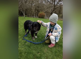 ♥SVENJA♥ auf Pflegestelle bei Leverkusen - wunderschöne, verschmuste Hündin mit längerem Fell 54cm