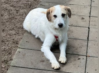 ♥MARLON♥ auf Pflegestelle bei Köln - hübscher, sehr menschenbezogener, kluger und aktiver Rüde 54 cm