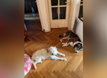PUCKI, Husky-Border Collie-Mix, 7 Jahre, 60 cm, Pflegestelle Düsseldorf, Tierschutz
