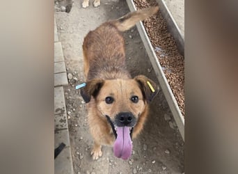 ♥JAKOB♥ süßer, anhänglicher Rüde voller Emotionen, der so viel Herz und Lebensfreude hat 56 cm