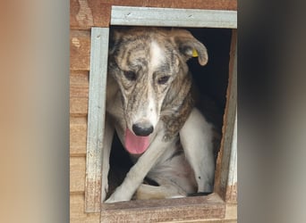 NOTFALL ♥MAJA♥ wunderschöne gestromte, ganz liebe Hündin, die gemobbt wird 60cm