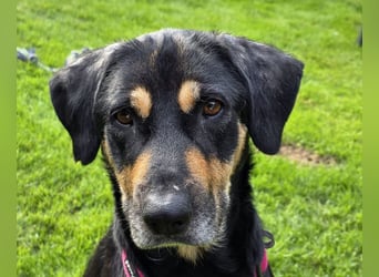 ♥STELLA♥ auf Pflegestelle bei Leverkusen -unglaublich menschenbezogene, aktuell zu dünne Hündin 60cm