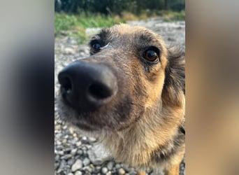 DIANA, coole Begleiterin, 4 Jahre, 55 cm, Pflegestelle Duisburg, Tierschutz Rumänien