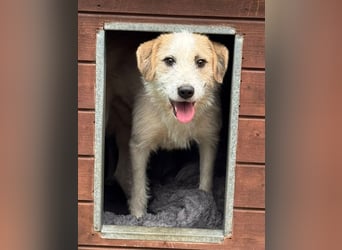 ♥MARLON♥ auf Pflegestelle bei Köln - hübscher, sehr menschenbezogener, kluger und aktiver Rüde 54 cm