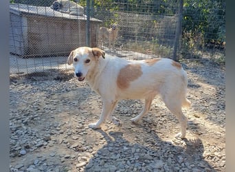 ♥CINDY♥ wunderschöne, neugierige Hündin, die noch unsicher im Umgang mit Menschen ist 54 cm