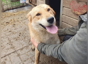 ♥NAEMI♥ ganz aufgeschlossene, verspielte, witzige Hündin 53 cm - ein echter Sonnenschein