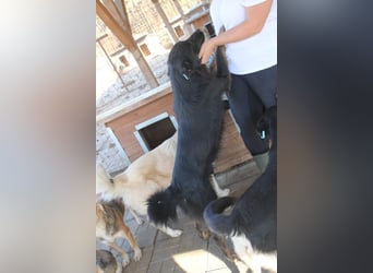 ♥RABAN♥ ganz menschenbezogener, sehr liebenswerter Rüde mit den schicken Stiefeln 57cm