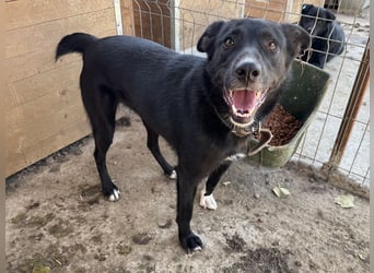 ♥TABEA♥ so liebe,verschmuste, lustige Hündin,die von ihrem Besitzer im Tierheim abgegeben wurde 57cm