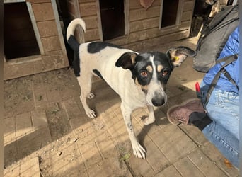 ♥AMANDA♥ süße, anhängliche, verschmuste und unkomplizierte Hündin 54 cm