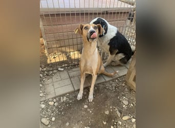 ♥OLIVIA♥ zuckersüße, sehr liebe Hündin, die im Tierheim anfangs noch vorsichtig ist 59 cm