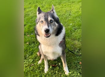 PUCKI, Husky-Border Collie-Mix, 7 Jahre, 60 cm, Pflegestelle Düsseldorf, Tierschutz