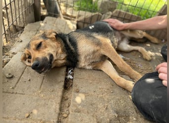 ♥VITA♥ sehr zutrauliche, liebe, neugierige Schmusebacke 52 cm