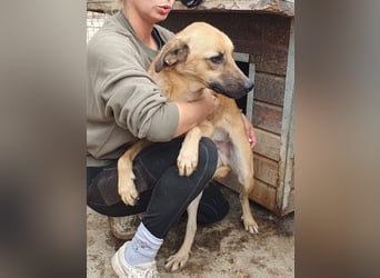 ♥MIRO♥ wunderschöner, ganz liebenswerter Schatz, der sicher schnell Vertrauen fasst 57 cm