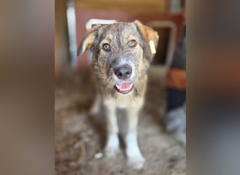 ♥BAMBOLO♥ zuckersüßer, sehr menschenbezogener, verspielter Junior, der gemobbt wird 53 cm