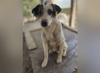 ♥SVEN♥ hübscher, ganz lieber, offener und sanfter Rüde mit der besonderen Fellzeichnung 52 cm