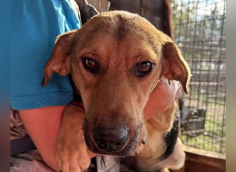 ♥VITA♥ sehr zutrauliche, liebe, neugierige Schmusebacke 52 cm