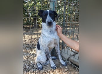 ♥NELIA♥ hübsche, weiß gepunktete, süße Hündin mit einem sensiblen, zurückhaltenden Wesen 56 cm