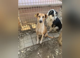 ♥OLIVIA♥ zuckersüße, sehr liebe Hündin, die im Tierheim anfangs noch vorsichtig ist 59 cm