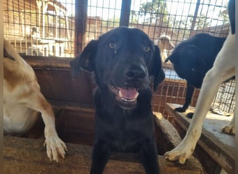 ♥ONJA♥ so liebe Hündin, die zu einer wahren Schönheit herangewachsen ist 57 cm