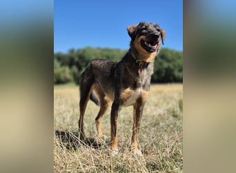 AMY, liebe Frohnatur, 2,5 Jahre, 59 cm, Mischling, Pflegestelle 57635, Tierschutz Rumänien