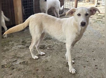 ♥BIANCA♥ fröhliche, verspielte und verschmuste Junghündin, die sich nach Zuwendung sehnt 55 cm