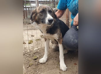 ♥MIA♥ ganz zutrauliche, verschmuste, wunderschöne tricolor-Hündin 56 cm