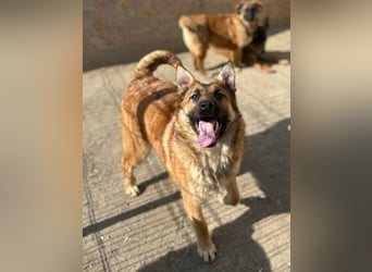 ⭐️TINNI⭐️, tolle Malinois-Mix Hündin, 1 Jahr, 53 cm, Mischling, Tierschutz Rumänien