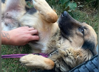 DIANA, coole Begleiterin, 4 Jahre, 55 cm, Pflegestelle Duisburg, Tierschutz Rumänien