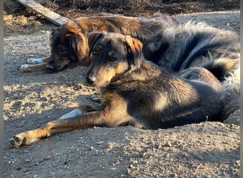AMY, liebe Frohnatur, 2,5 Jahre, 59 cm, Mischling, Pflegestelle 57635, Tierschutz Rumänien
