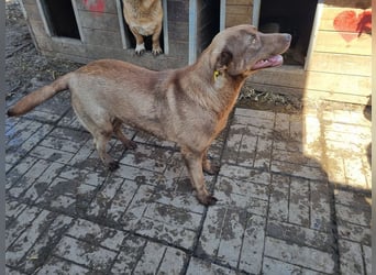 ♥THEA♥ sehr menschenbezogene, hübsche, verschmuste Hündin 54 cm