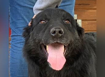 ♥RABAN♥ ganz menschenbezogener, sehr liebenswerter Rüde mit den schicken Stiefeln 57cm