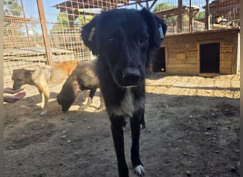 ♥MAURILIO♥ zuckersüßer, sanfter, noch vorsichtiger Rüde, der schon 3 Jahre im Tierheim lebt 55 cm