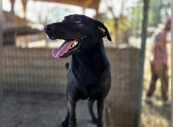 ♥DORINA♥ unglaubliche liebevolle, verschmuste Hündin, die die menschliche Nähe so vermisst 53 cm