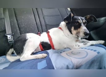 ♥AMANDA♥ auf Pflegestelle in Köln - süße, verschmuste, aktive Hündin 54 cm