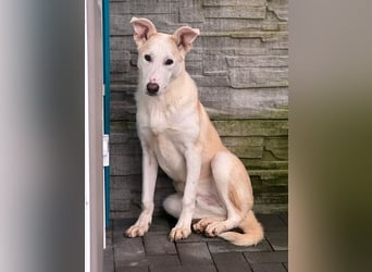 ♥SEPPI♥ auf Pflegestelle bei Köln - süßer, ganz lieber, etwas unsicherer Junior 59 cm