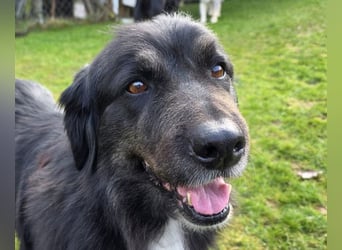 ♥SVENJA♥ neu auf Pflegest bei Leverkusen - wunderschöne, verschmuste Hündin mit längerem Fell 54cm