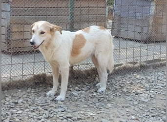 ♥CINDY♥ wunderschöne, neugierige Hündin, die noch unsicher im Umgang mit Menschen ist 54 cm