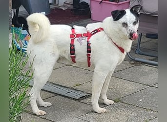 ♥KOBOLD♥ auf Pflegestelle in Essen - hübscher, ganz lieber, sensibler Hundejunge 51 cm