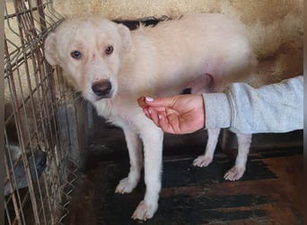 ♥MICHA♥ süßer, ganz sanfter, zurückhaltender, aber völlig erschöpfter und viel zu dünner Rüde 53 cm