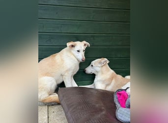 ♥SINA♥ auf Pflegestelle bei Köln - zuckersüße, ganz liebe, noch unsichere Juniorin 59 cm