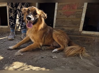 ♥GRIFFIN♥ unglaublich menschenbezogener, sportlicher Rüde mit wunderschönem längeren Fell 55 cm