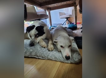 ♥KOBOLD♥ auf Pflegestelle in Essen - hübscher, ganz lieber, sensibler Hundejunge 51 cm