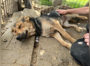 ♥VITA♥ sehr zutrauliche, liebe, neugierige Schmusebacke 52 cm