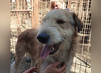 ♥CHAP♥ hübscher, ganz zutraulicher und neugieriger Gute-Laune-Hund 57 cm