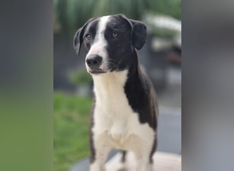 YAFFA, superliebe Spätzünderin, Pflegestelle Köln, 56 cm, 2,5 Jahre, Mischling, Tierschutz Rumänien