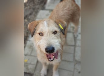 ♥CHAP♥ hübscher, ganz zutraulicher und neugieriger Gute-Laune-Hund 57 cm