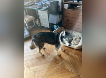 PUCKI, Husky-Border Collie-Mix, 7 Jahre, 60 cm, Pflegestelle Düsseldorf, Tierschutz